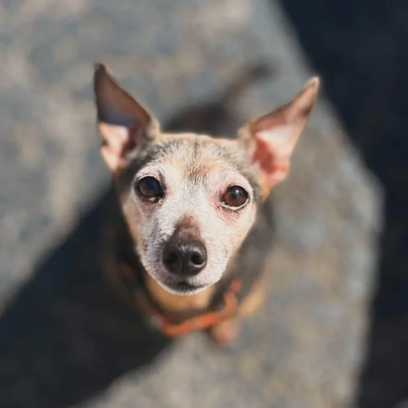 Pepper thumbnail 2