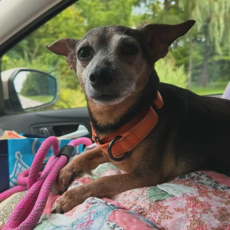 Pepper thumbnail 3
