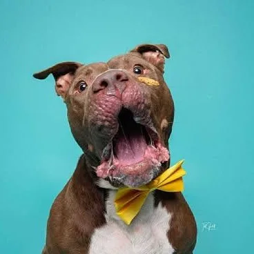 An adult large-sized male Brown / Chocolate Pit Bull Terrier dog named Bear for adoption in Allen, TX
