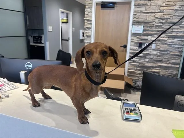 An adult small-sized female Dachshund dog named Luna for adoption in Garland, TX