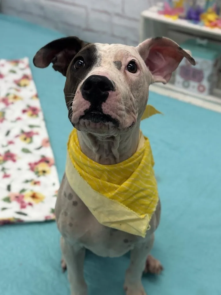 A baby medium-sized male Mixed Breed dog named Velvet for adoption in Detroit, MI