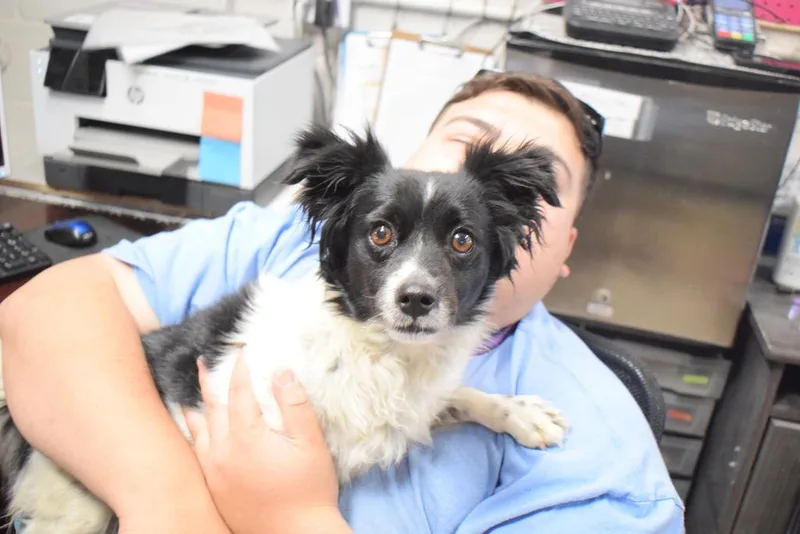 A young small-sized male Chihuahua dog named Capone for adoption in Pahrump, NV