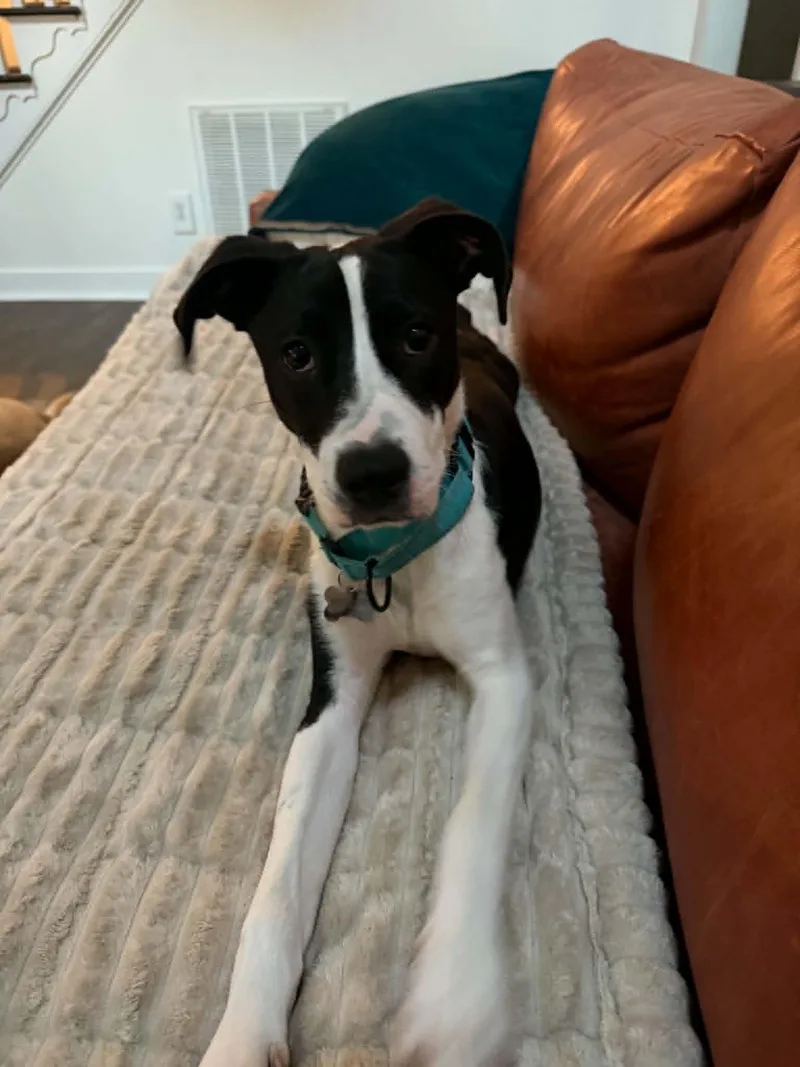 A baby medium-sized male Black English Coonhound dog named George for adoption in Richmond, VA