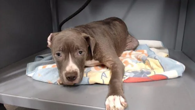 A young medium-sized female Pit Bull Terrier dog named Klara for adoption in Downey, CA