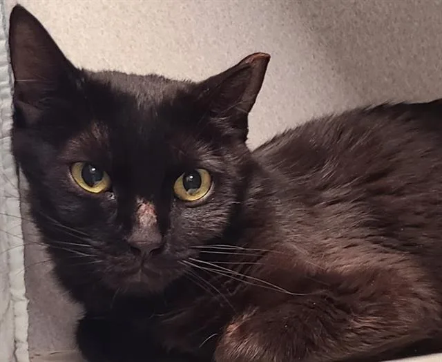 A young small-sized female Domestic Short Hair cat named Kokomo for adoption in Tucson, AZ