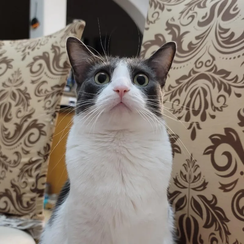An adult small-sized female Gray / Blue / Silver Domestic Long Hair cat named Momo for adoption in Webster, TX