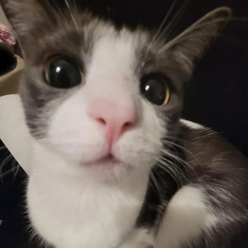 Momo thumbnail 3