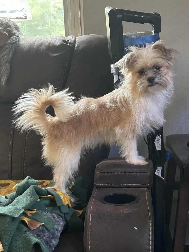 An adult small-sized female Yorkshire Terrier dog named Macy for adoption in Rossford, OH