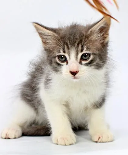 A baby small-sized male Domestic Long Hair cat named Cosmo for adoption in Morton Grove, IL