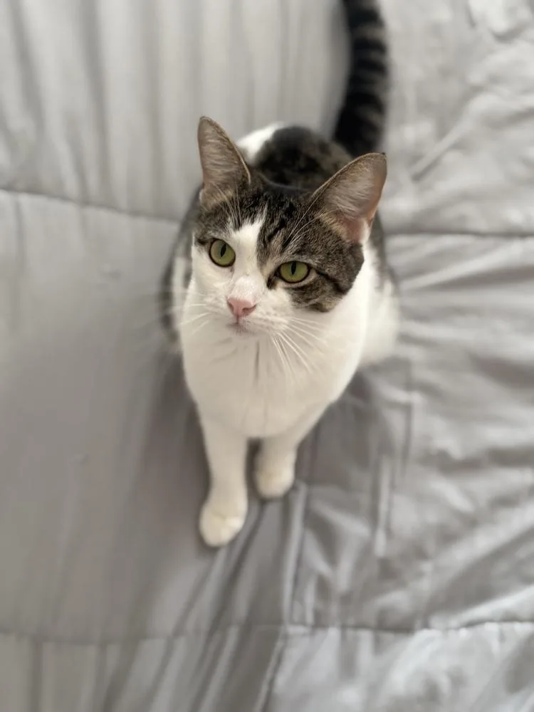 An adult medium-sized female Black & White / Tuxedo Domestic Short Hair cat named Sugar for adoption in Chicago, IL