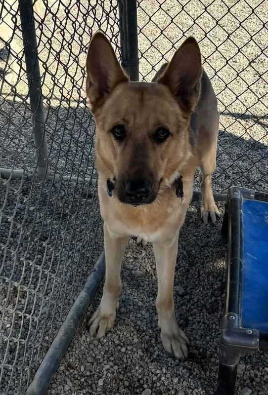 A young large-sized male German Shepherd Dog dog named Jeremiah for adoption in Georgetown, OH