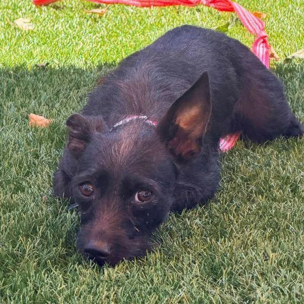 A young small-sized female Wirehaired Terrier dog named Wendy Wings for adoption in Walnut Creek, CA
