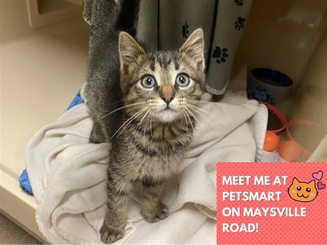 A baby small-sized female Domestic Short Hair cat named Priscilla for adoption in Fort Wayne, IN