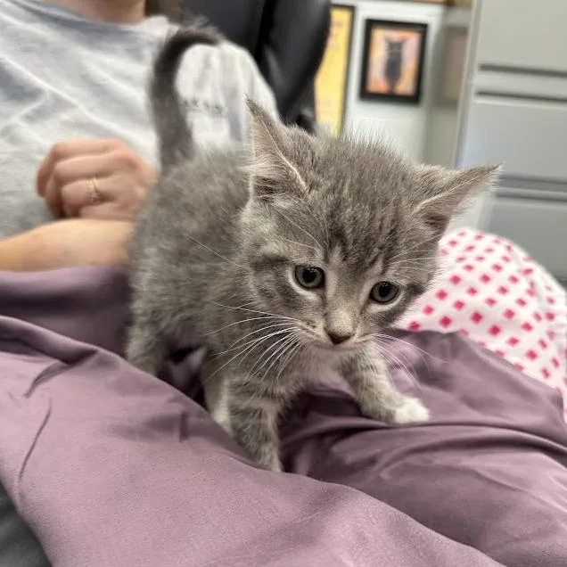 A baby small-sized male Gray / Blue / Silver Domestic Short Hair cat named Henna for adoption in Oak Ridge, TN