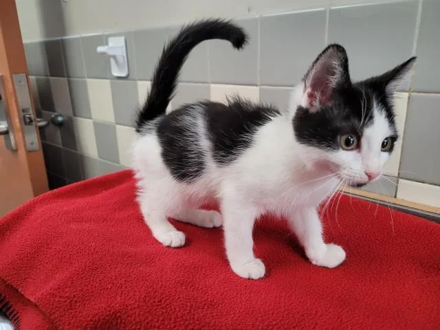 A baby small-sized female Domestic Short Hair cat named A for adoption in San Pedro, CA