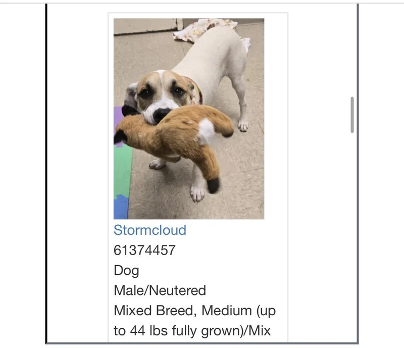A young medium-sized male White / Cream Hound dog named Stormcloud for adoption in Monroe, OH