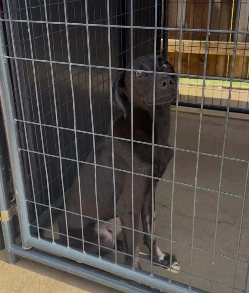 A young medium-sized male Black Labrador Retriever dog named Chance for adoption in Rogersville, TN