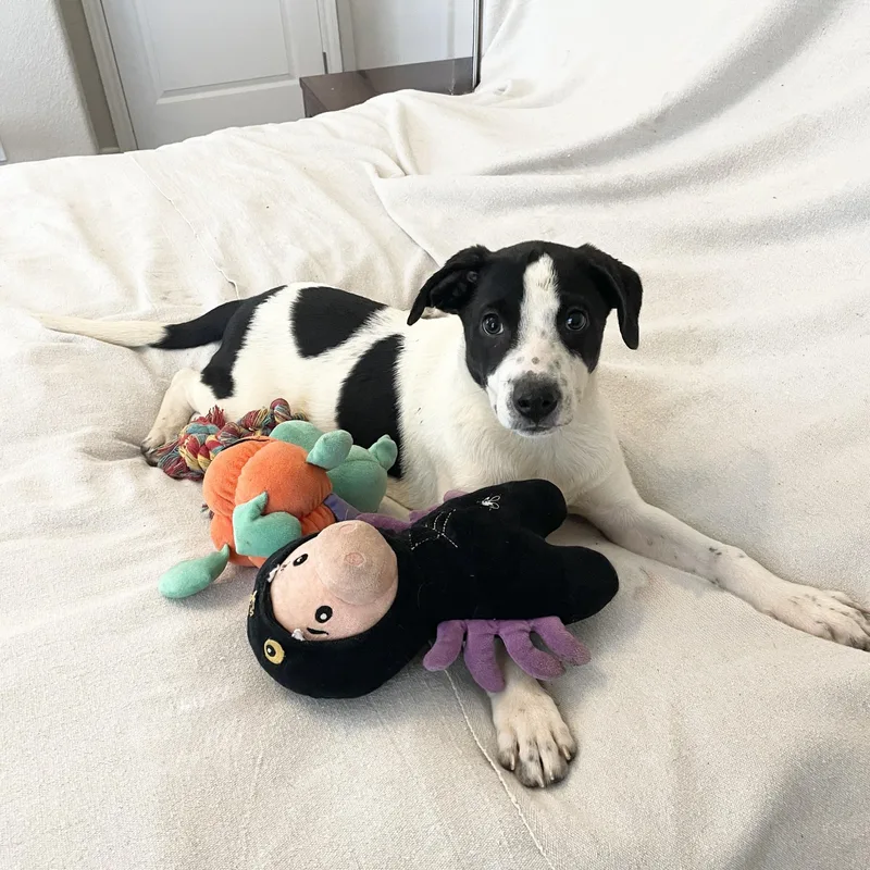 A baby medium-sized female White / Cream Dalmatian dog named Darling Tyla for adoption in Burlington, NC