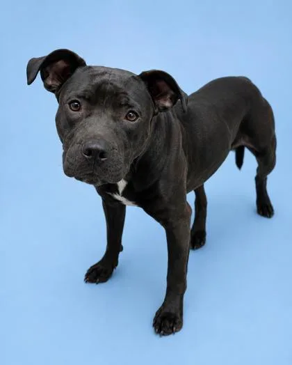 An adult large-sized female Pit Bull Terrier dog named Angie for adoption in Gulfport, MS
