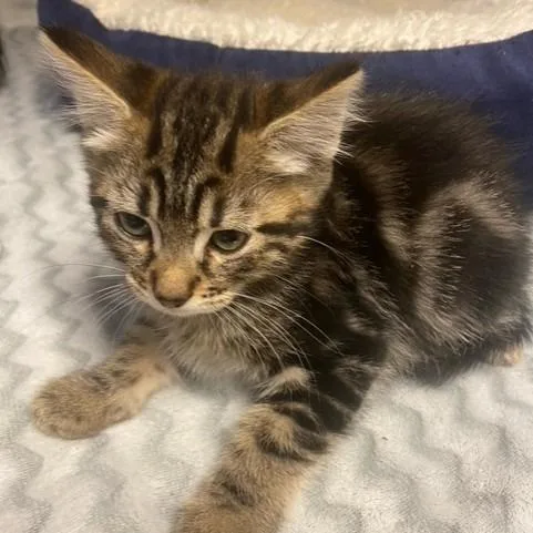A baby small-sized male Brown / Chocolate Domestic Short Hair cat named Mars for adoption in Chehalis, WA