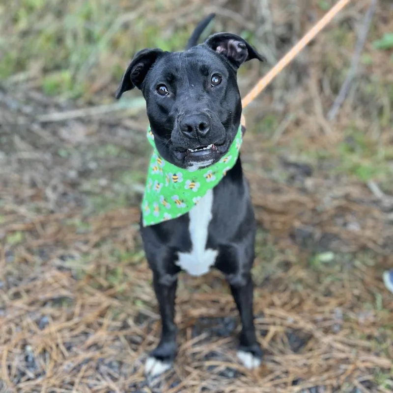 A young medium-sized female Labrador Retriever dog named Elsie for adoption in Ellijay, GA