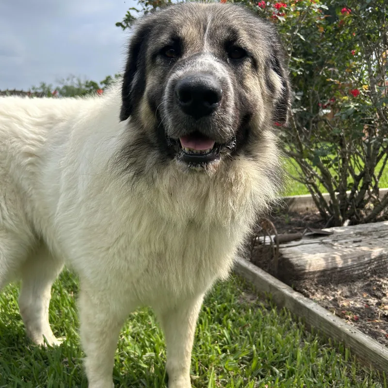 Maddox The Majestic thumbnail 2
