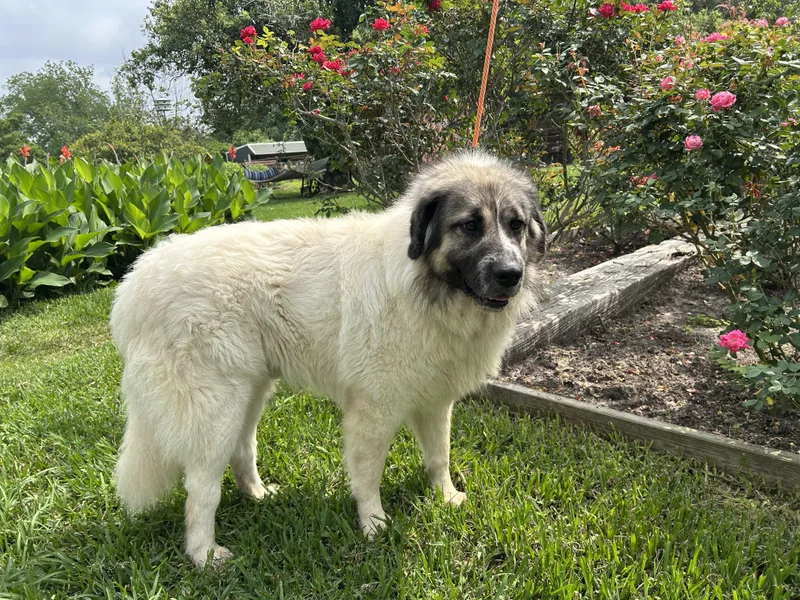 Maddox The Majestic thumbnail 4