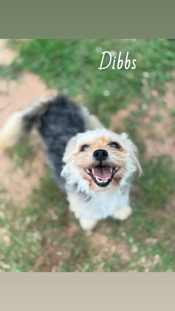 A young small-sized female Brown / Chocolate Yorkshire Terrier dog named Dibbs for adoption in Hartwell, GA