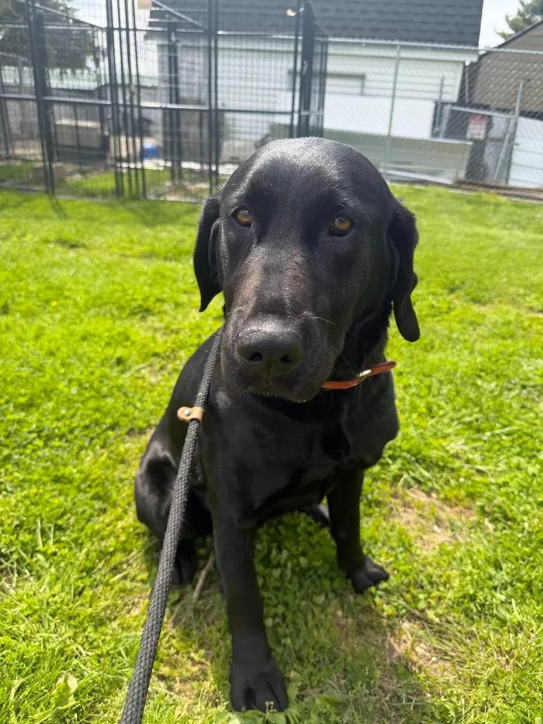 An adult large-sized female Labrador Retriever dog named Margo for adoption in Lagrange, IN