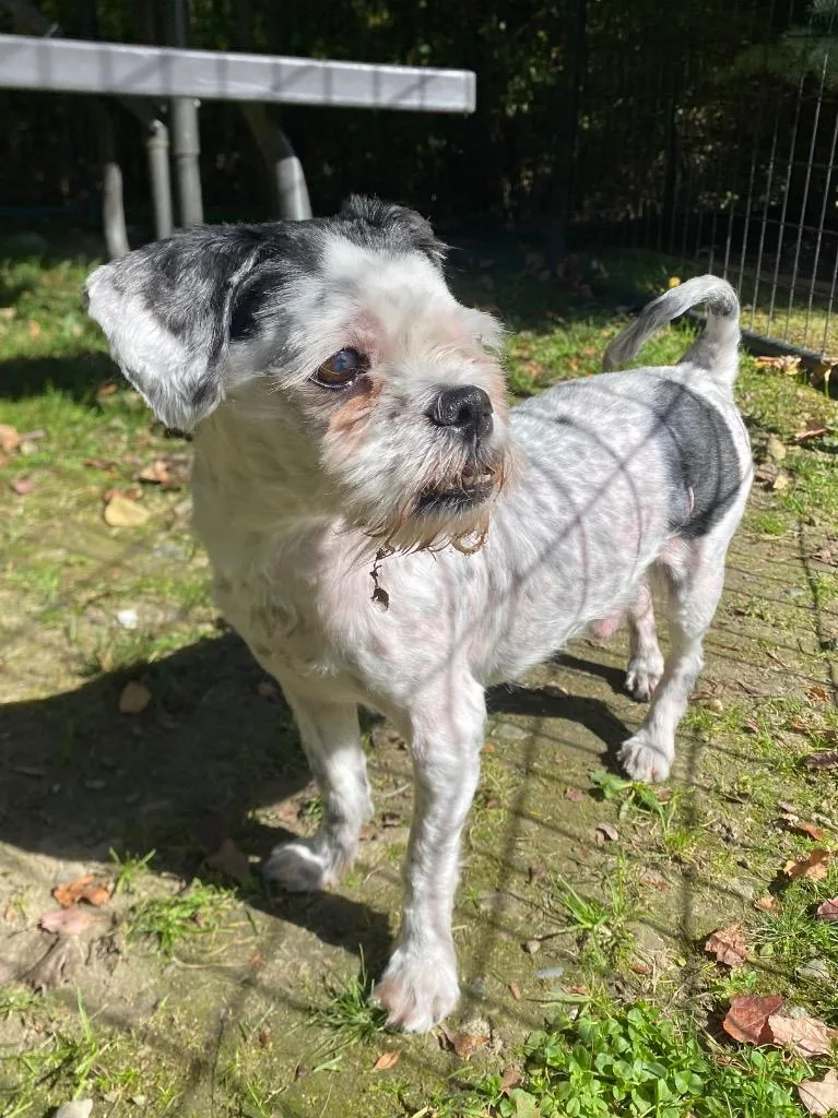 An adult medium-sized male Shih Tzu dog named Mushroom for adoption in Fall River, MA