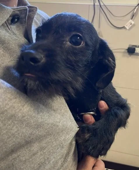 A baby small-sized male Black Chihuahua dog named Earl Grey for adoption in Palatine, IL