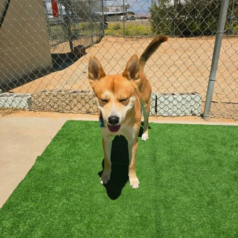 A young medium-sized male Jindo dog named Kilo for adoption in California City, CA