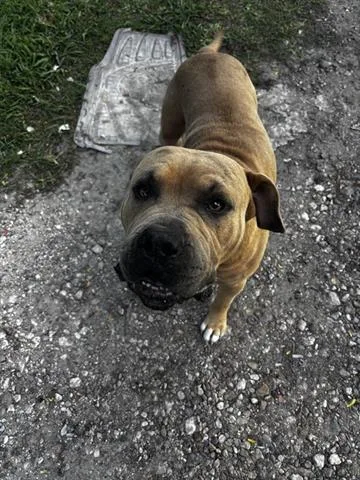A young medium-sized male Pit Bull Terrier dog named Capone for adoption in Houston, TX