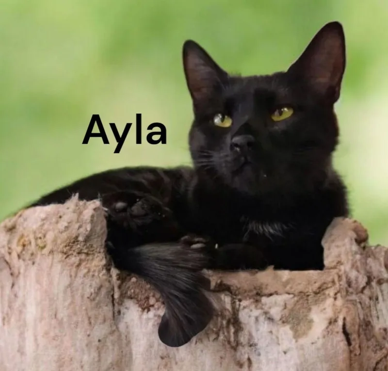 Ayla thumbnail 2