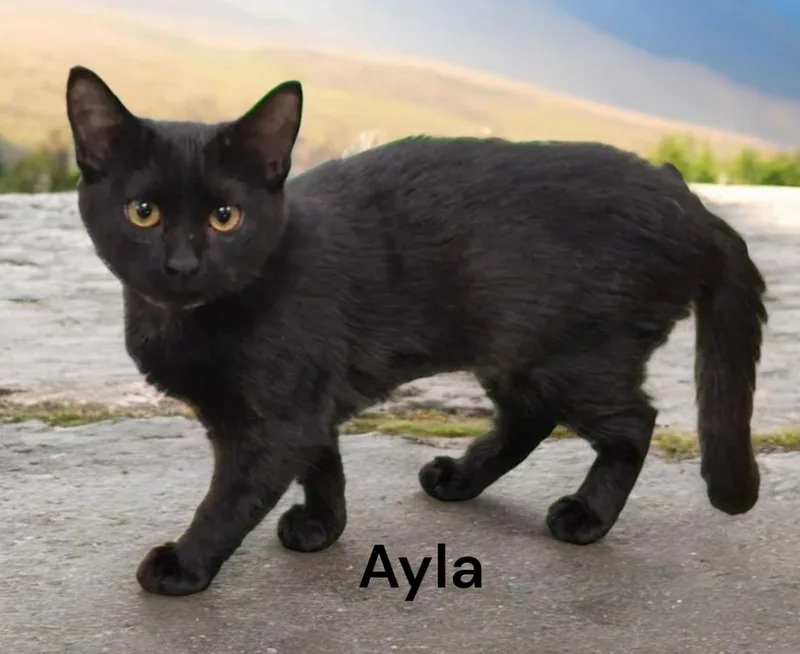 Ayla thumbnail 3
