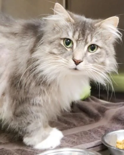 An adult large-sized male Domestic Long Hair cat named Grayson for adoption in Fishers, IN