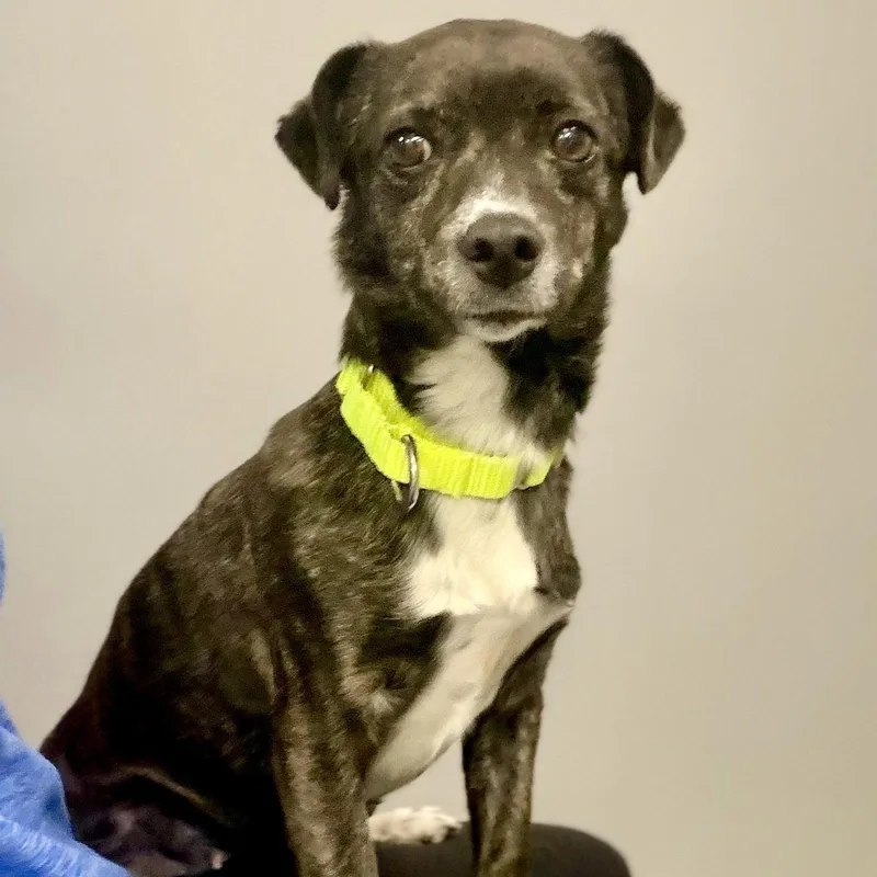 An adult medium-sized female Terrier dog named Tessa for adoption in Whitehall, PA