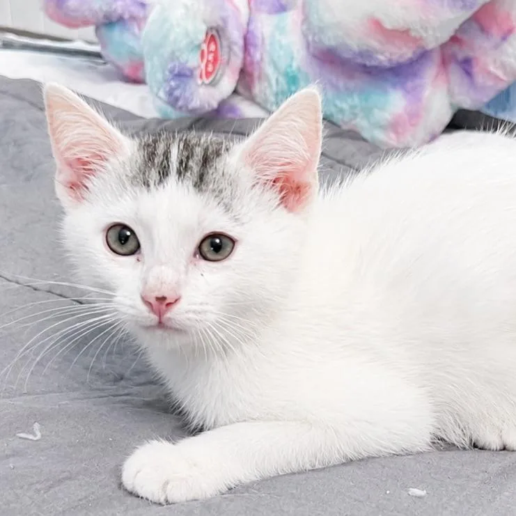 A baby small-sized male White Domestic Short Hair cat named Where's the Beef for adoption in Westminster, CA
