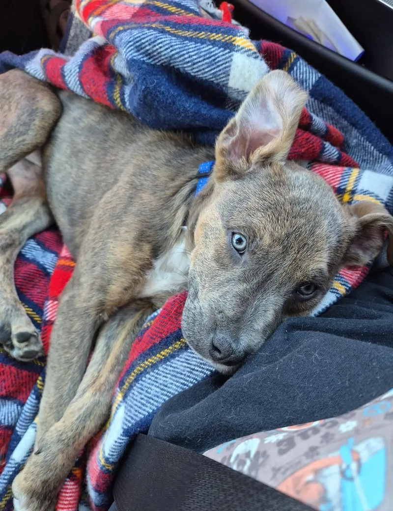 A baby medium-sized male Brindle Pit Bull Terrier dog named Wrangler for adoption in New London, WI