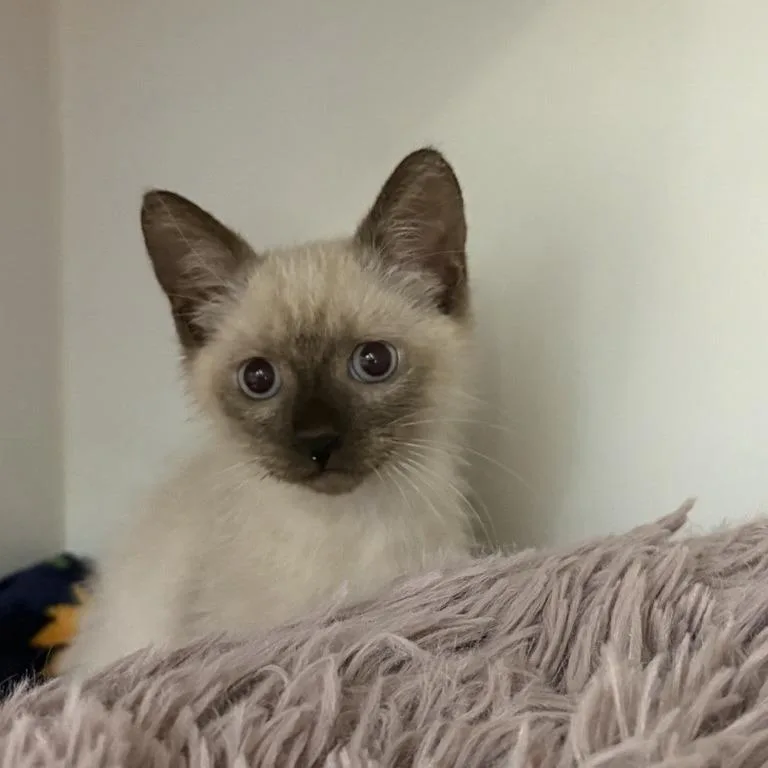 A baby small-sized female Domestic Medium Hair cat named Toast for adoption in Phoenix, AZ