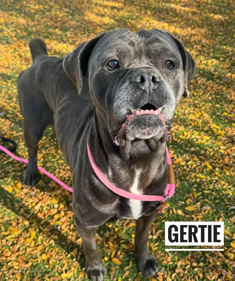 A senior large-sized female Gray / Blue / Silver Mastiff dog named Gertie for adoption in Flint, MI