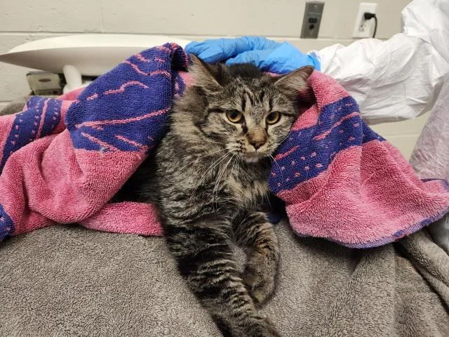 A young small-sized female Domestic Medium Hair cat named Michelle for adoption in Brighton, CO