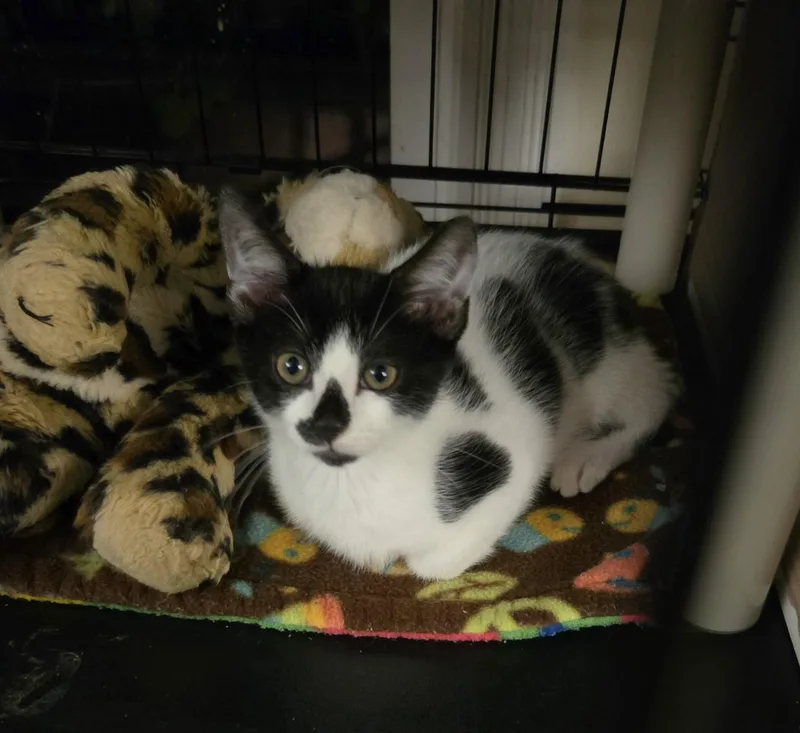 A baby large-sized male Domestic Short Hair cat named Little Man for adoption in Middletown, CT