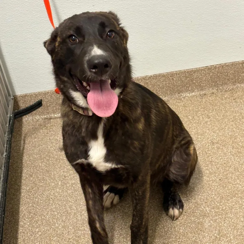 A young medium-sized female Brindle Mixed Breed dog named Tigress for adoption in League City, TX