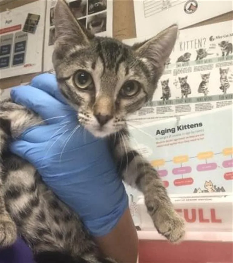 A baby small-sized male Domestic Short Hair cat named Kion for adoption in Conroe, TX