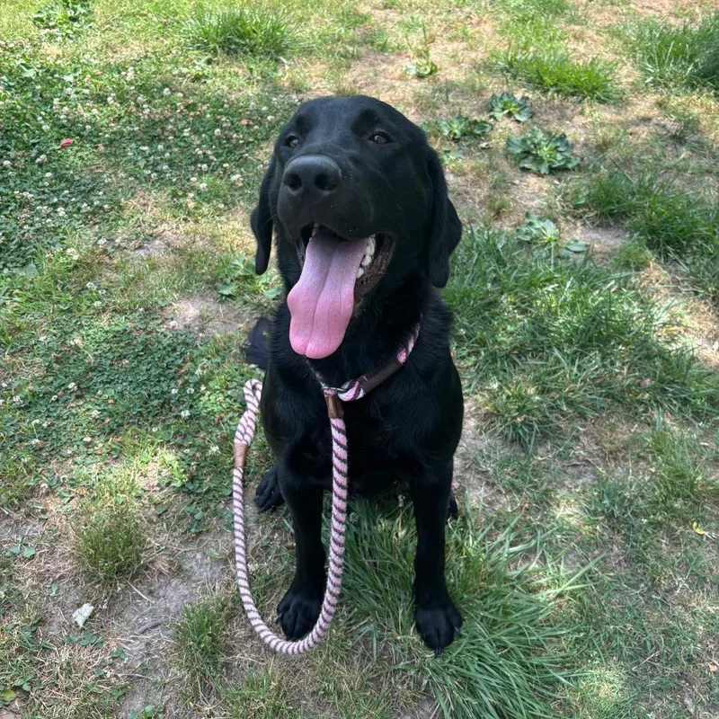 A young large-sized male Black Labrador Retriever dog named Chance for adoption in Chesapeake, VA