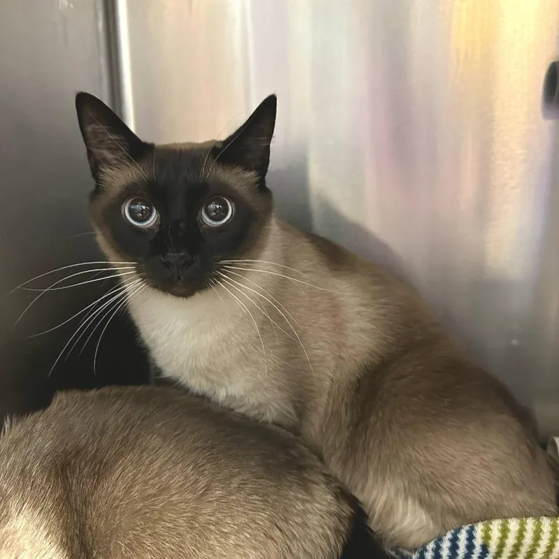 An adult medium-sized female Cream / Ivory Domestic Short Hair cat named Rachel Bonded to Sarah for adoption in Fredericksburg, VA