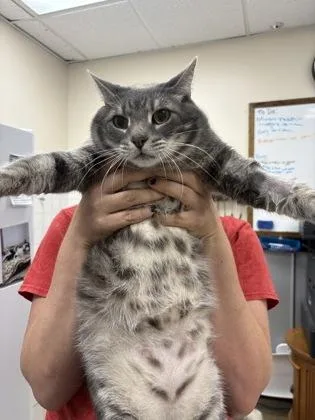 An adult small-sized male Domestic Short Hair cat named Grey for adoption in Palm Coast, FL