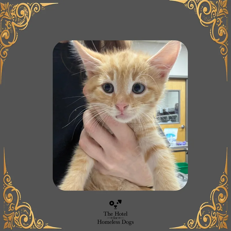 A baby medium-sized male Tabby (Buff / Tan / Fawn) Domestic Medium Hair cat named Creamsicle for adoption in Cumberland, RI