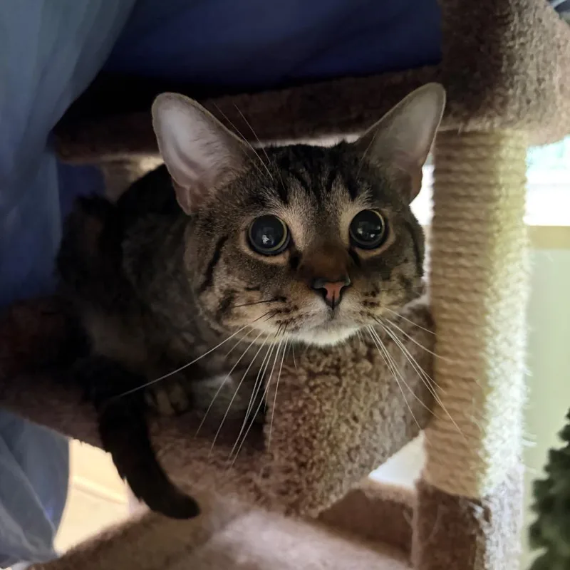 An adult large-sized male Brown / Chocolate Domestic Short Hair cat named Steve for adoption in Bedford, NH